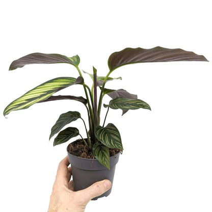 Calathea Beautystar - Prayer Plant Leaf Culture