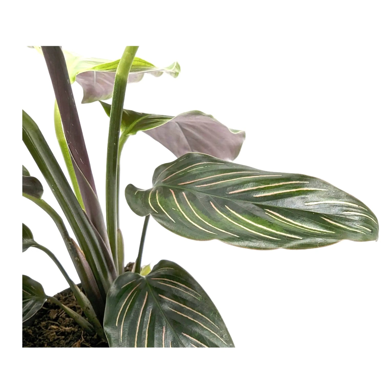 Calathea Beautystar - Prayer Plant Leaf Culture