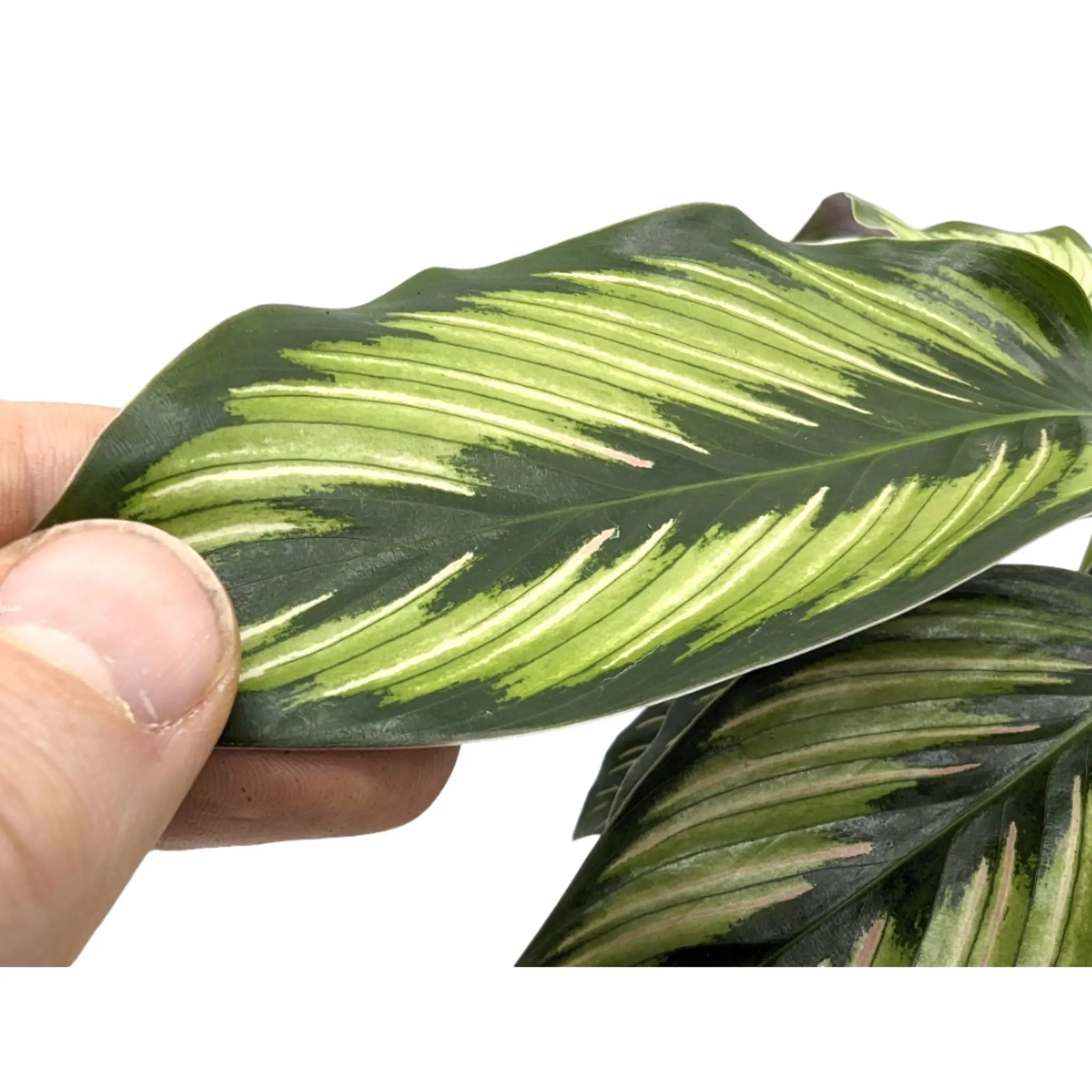 Calathea Beautystar - Prayer Plant Leaf Culture