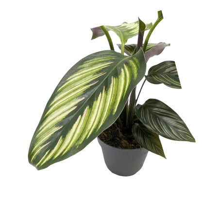 Calathea Beautystar - Prayer Plant Leaf Culture