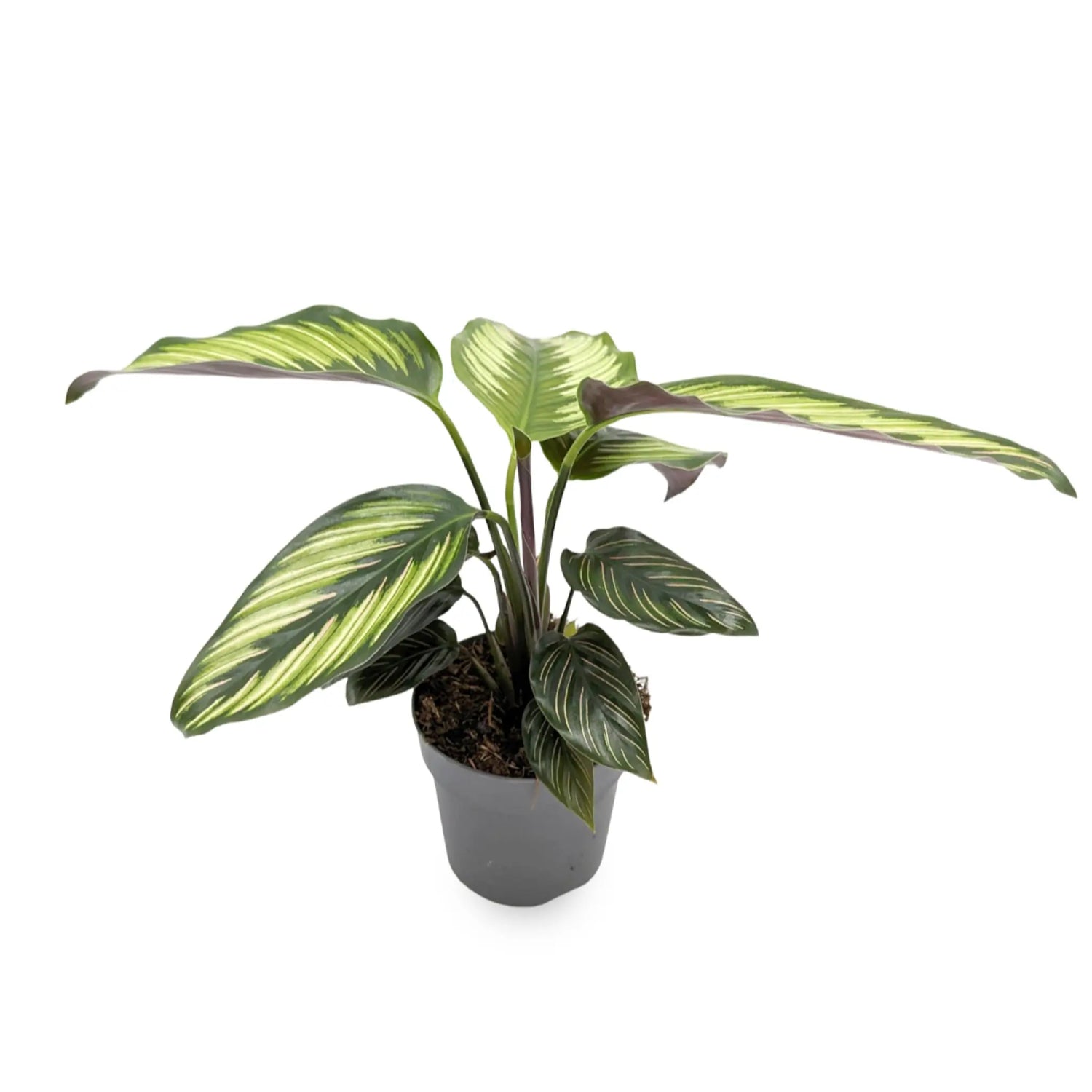 Calathea Beautystar - Prayer Plant Leaf Culture