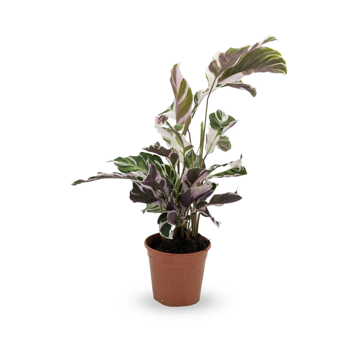 Calathea Fusion White Leaf Culture