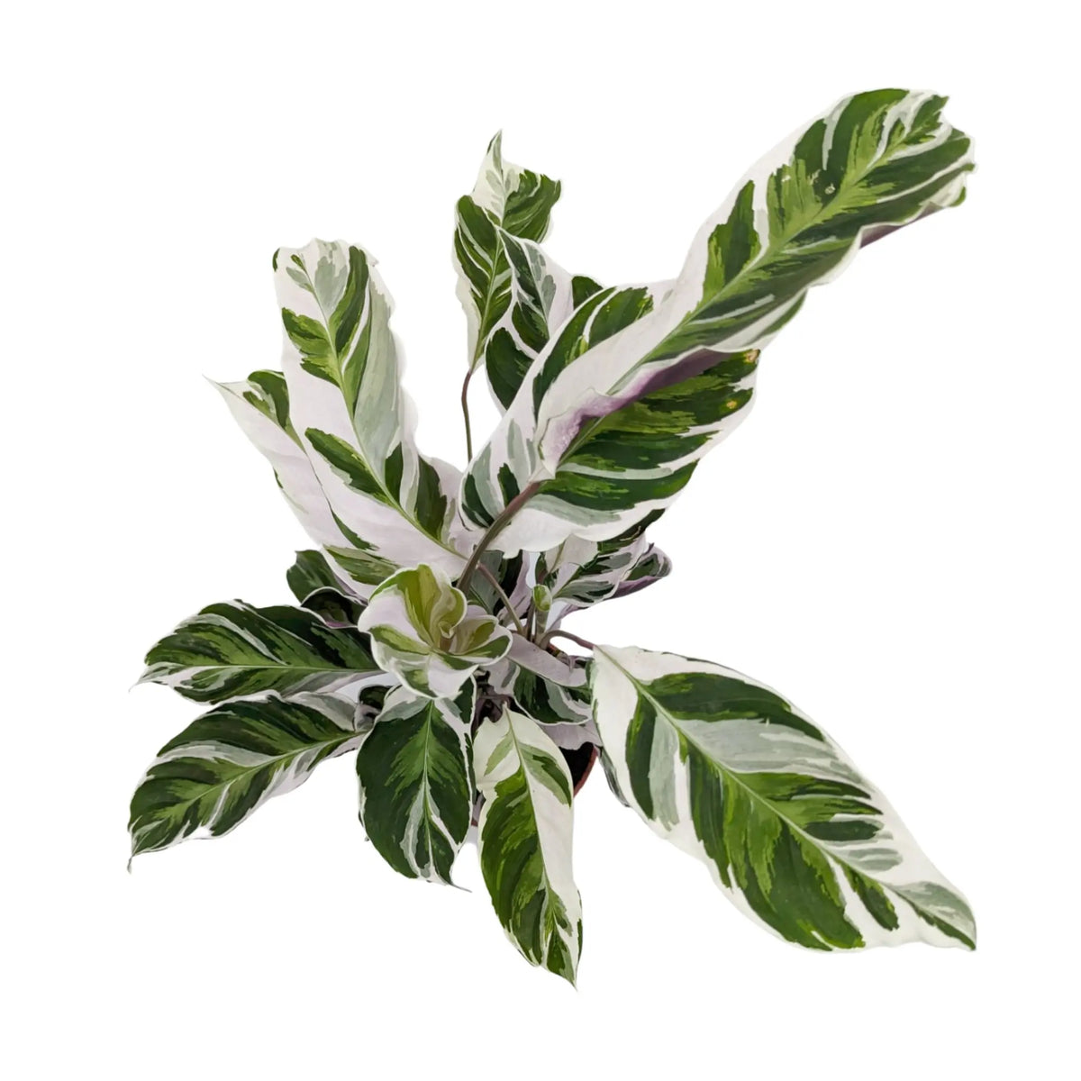 Calathea Fusion White Leaf Culture