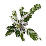 Calathea Fusion White Leaf Culture