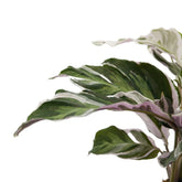 Calathea Fusion White Leaf Culture