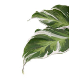 Calathea Fusion White Leaf Culture