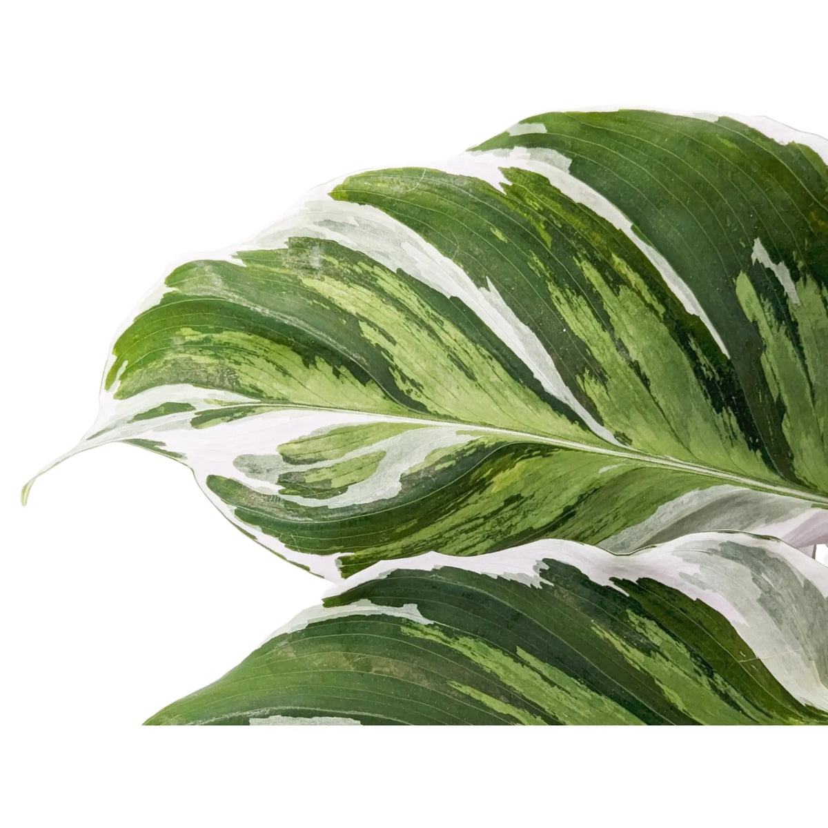 Calathea Fusion White Leaf Culture