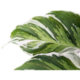 Calathea Fusion White Leaf Culture