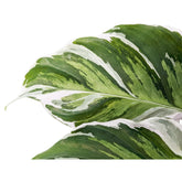 Calathea Fusion White Leaf Culture