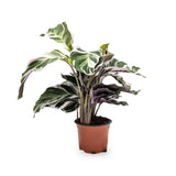 Calathea Fusion White Leaf Culture