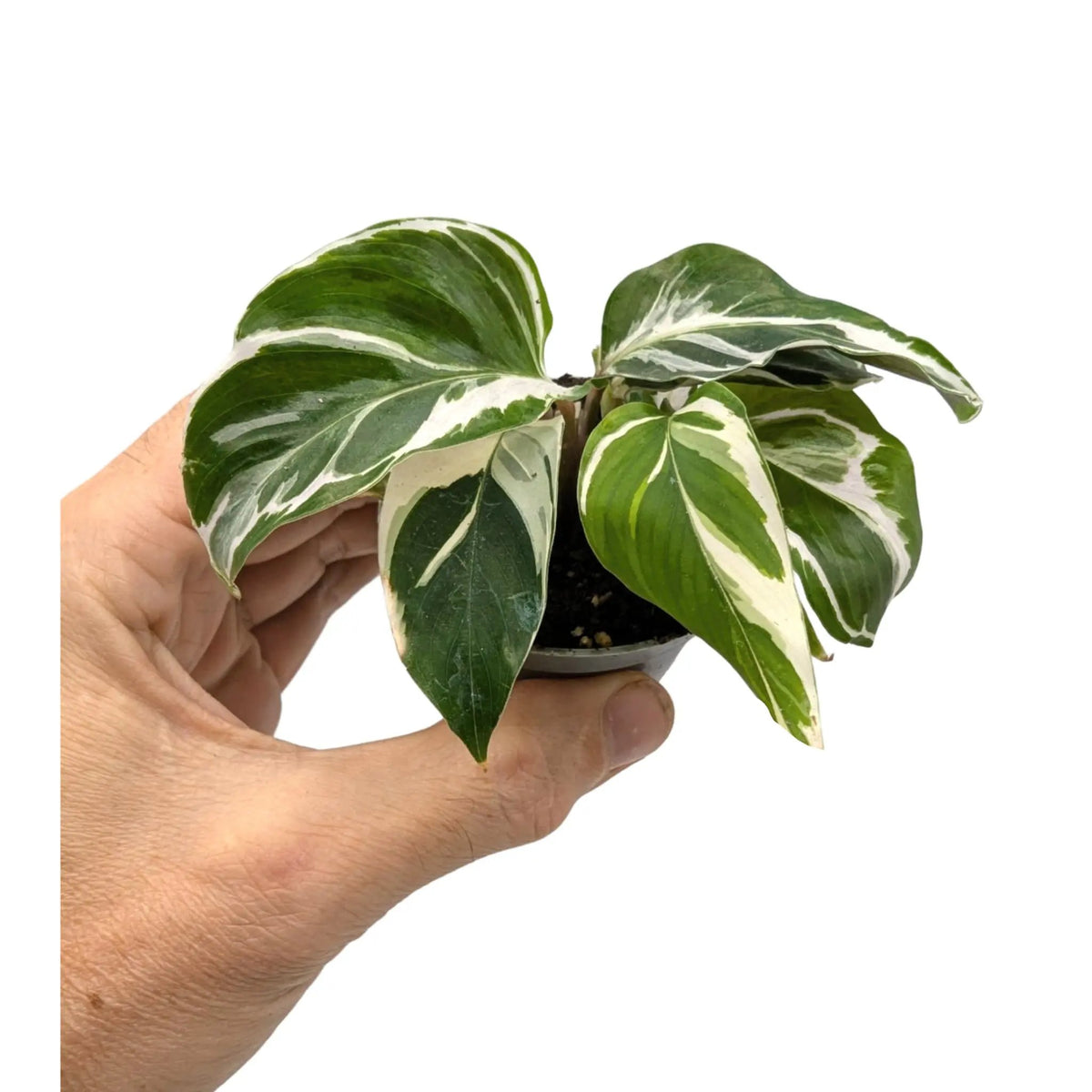 Calathea Fusion White Leaf Culture