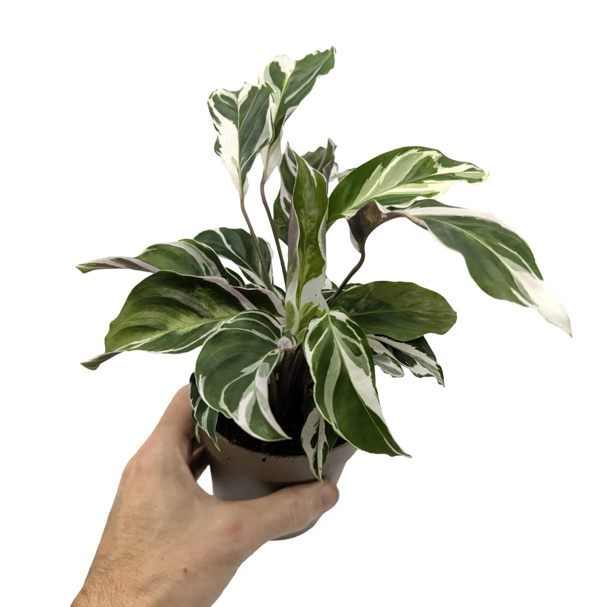 Calathea Fusion White