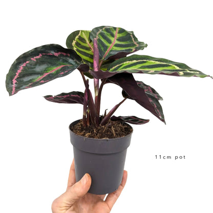 Calathea Illustris Leaf Culture