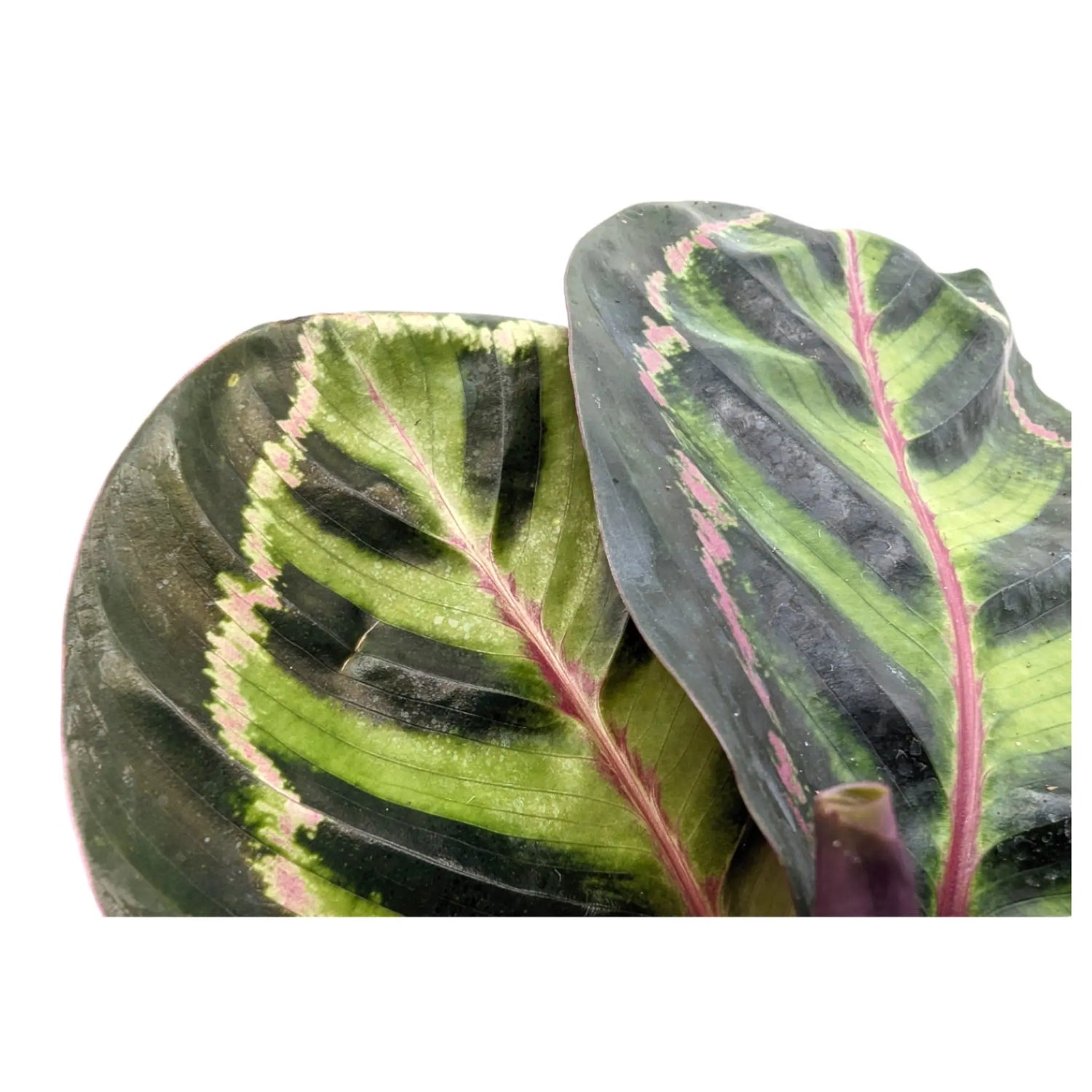 Calathea Illustris Leaf Culture