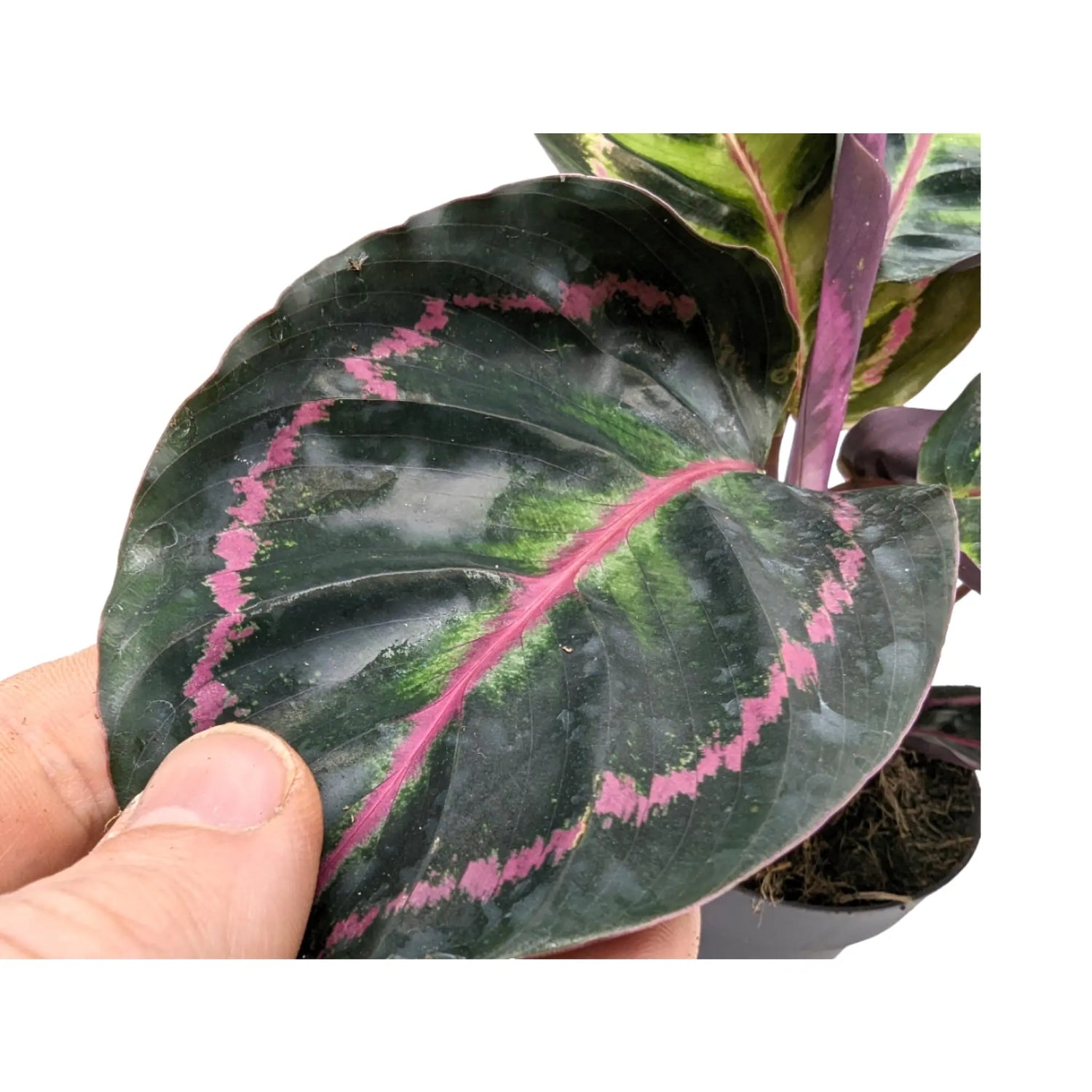 Calathea Illustris Leaf Culture