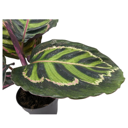 Calathea Illustris Leaf Culture