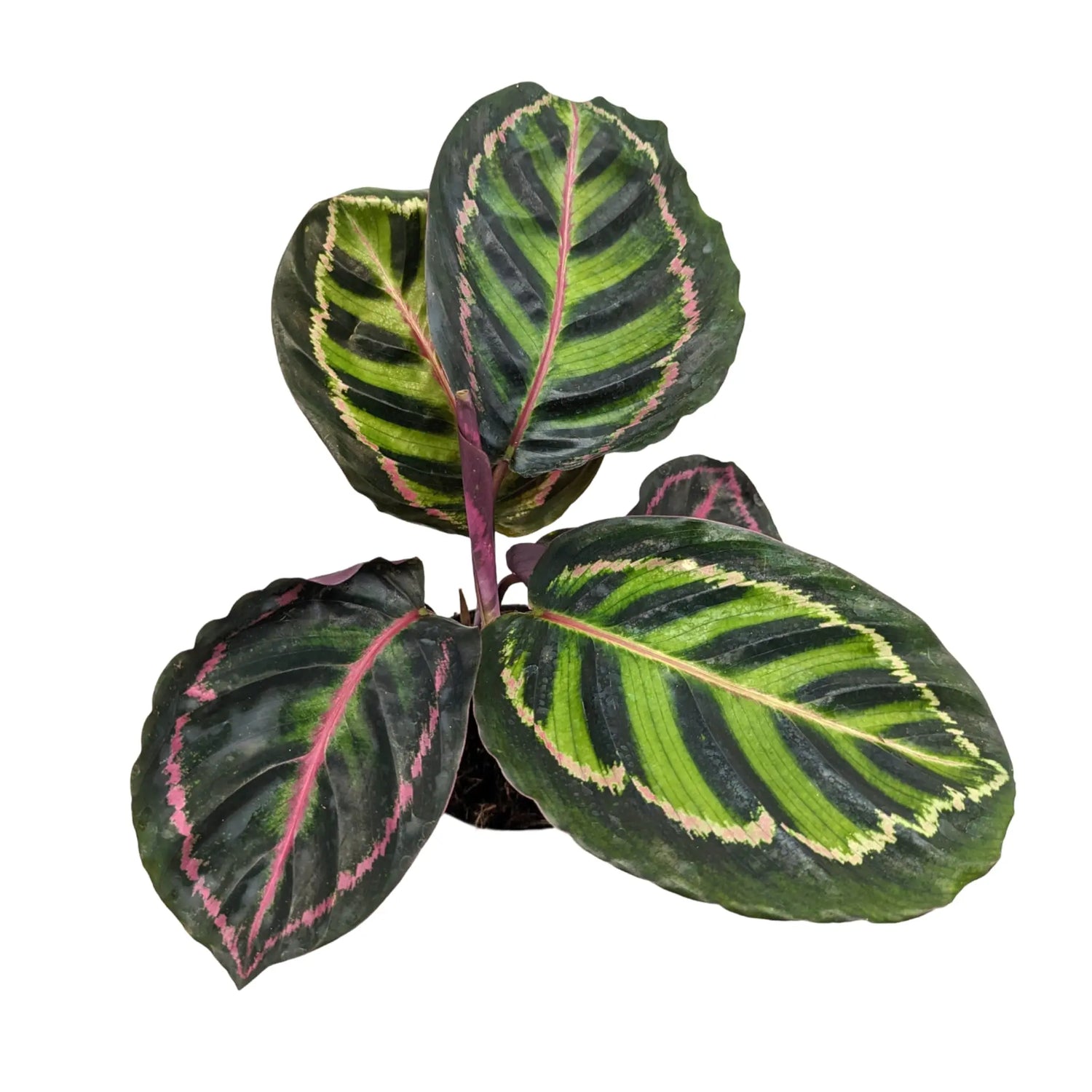 Calathea Illustris Leaf Culture