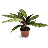 Calathea Lancifolia (Rattlesnake Plant) Leaf Culture