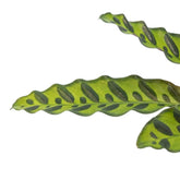 Calathea Lancifolia (Rattlesnake Plant) Leaf Culture