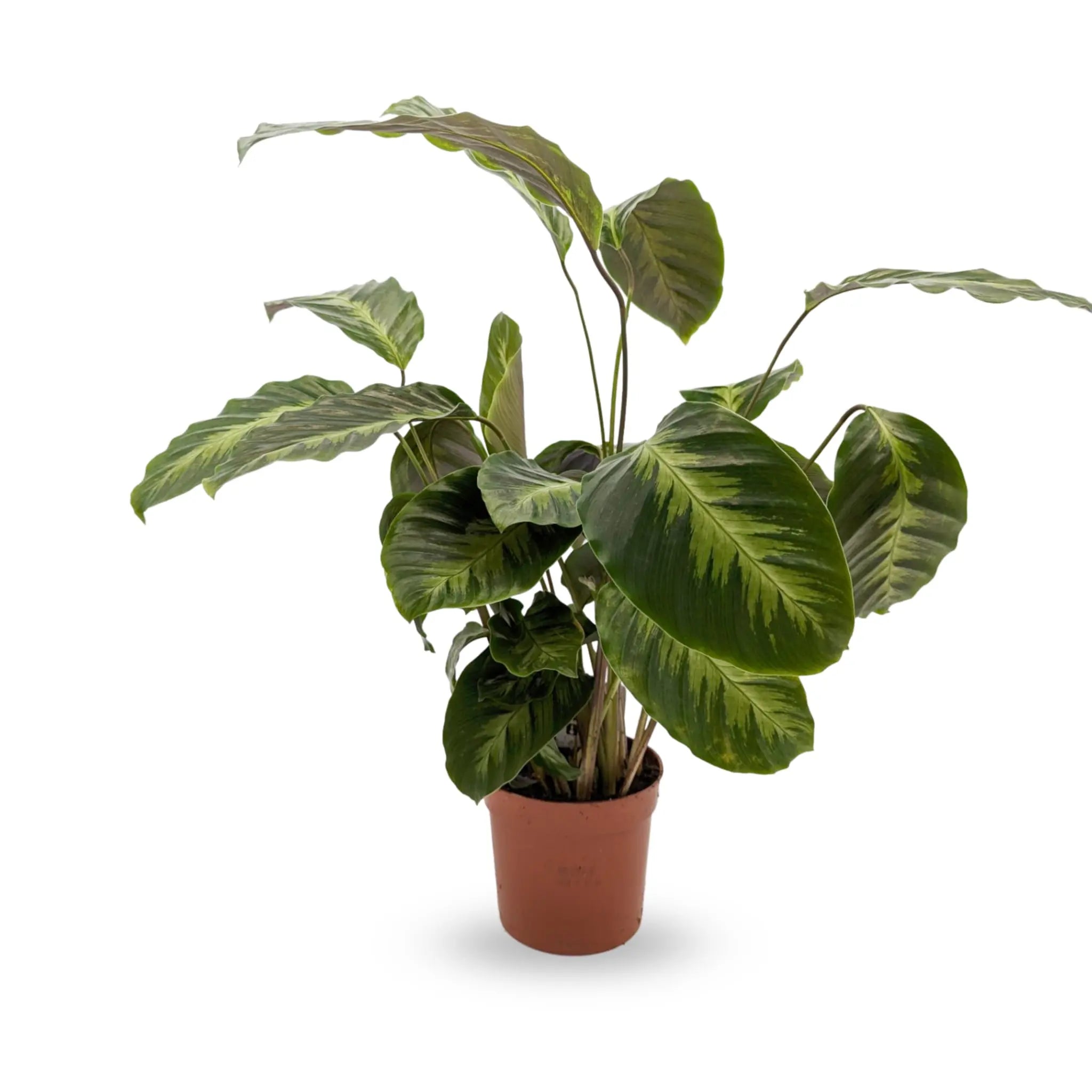 Calathea Maui Queen Leaf Culture