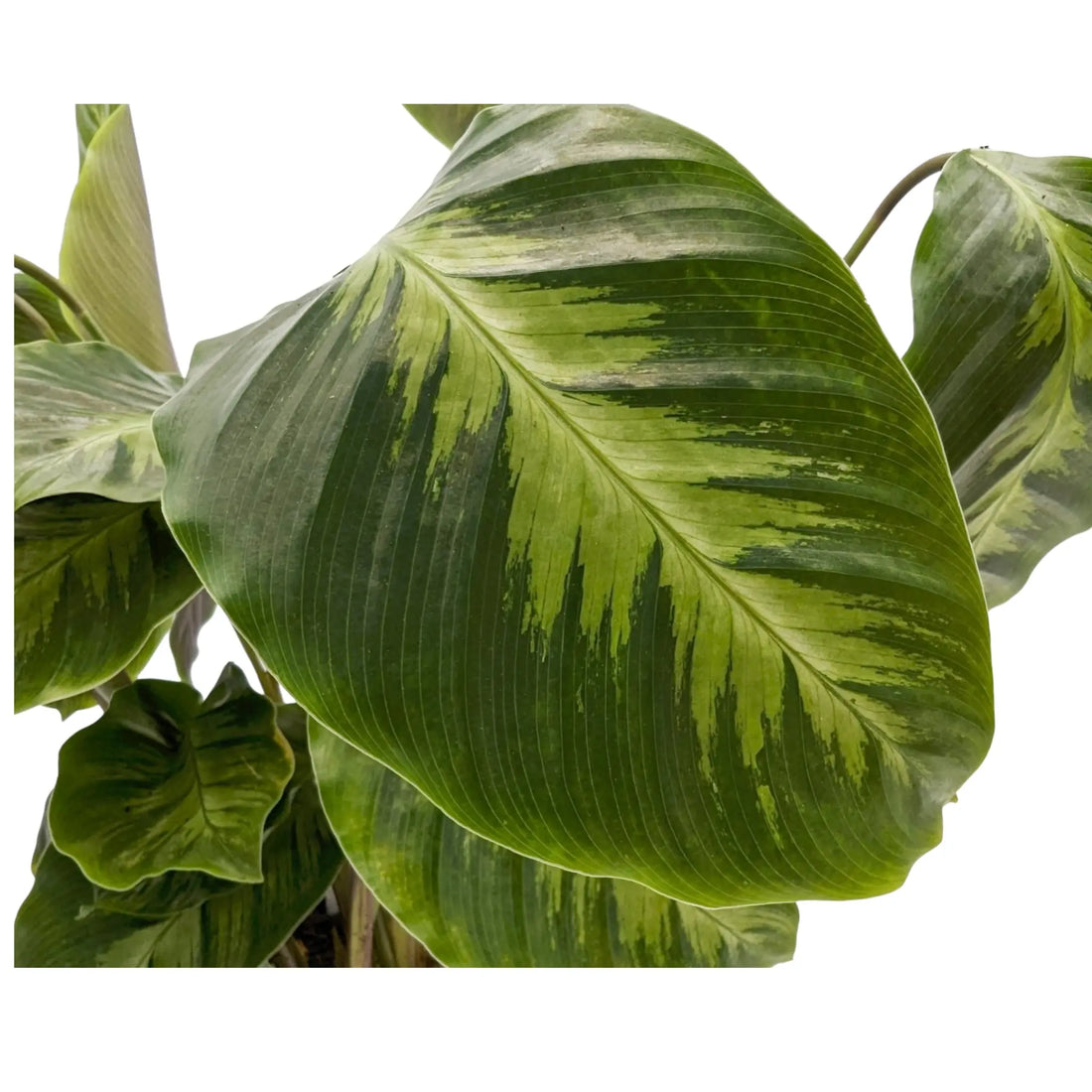 Calathea Maui Queen Leaf Culture