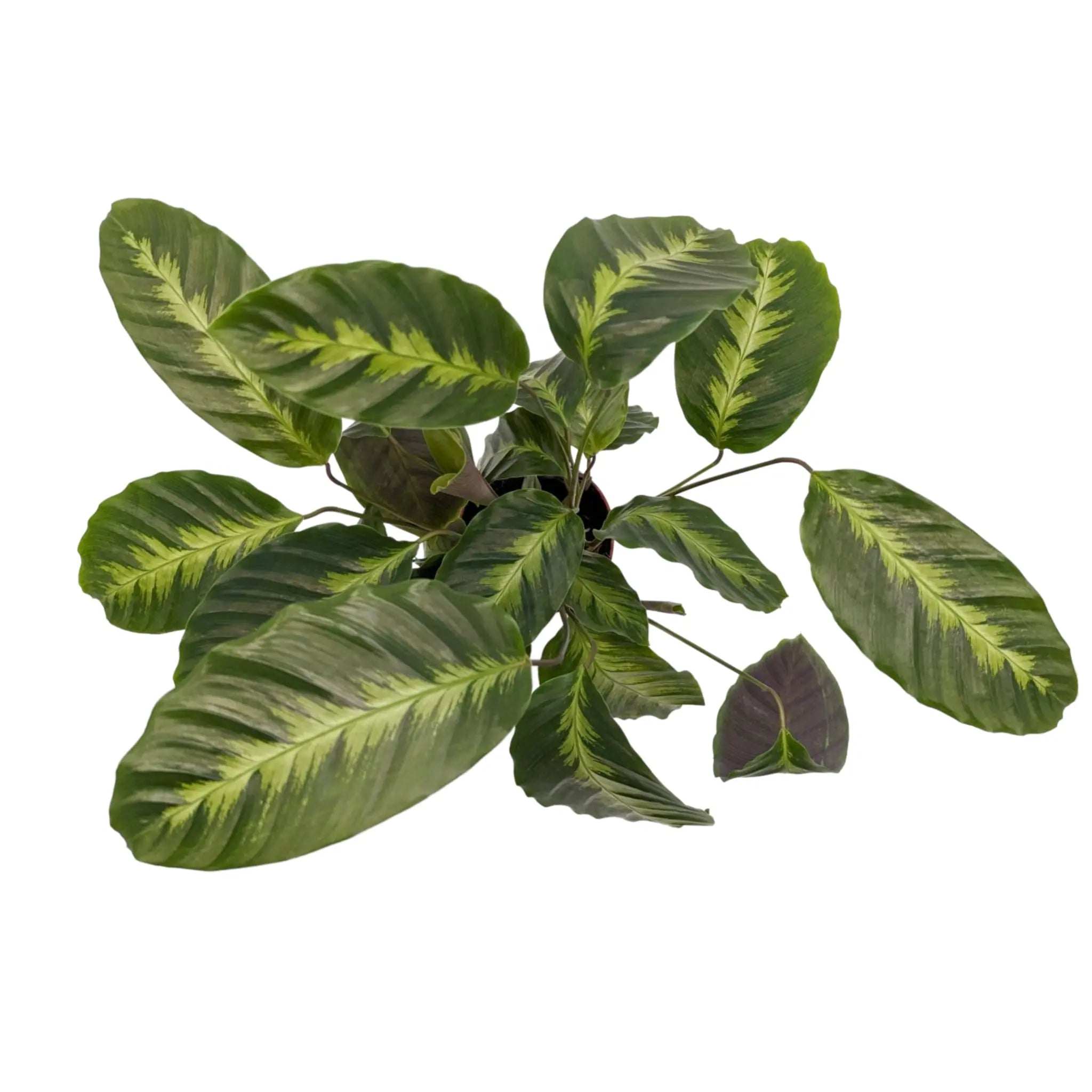 Calathea Maui Queen Leaf Culture