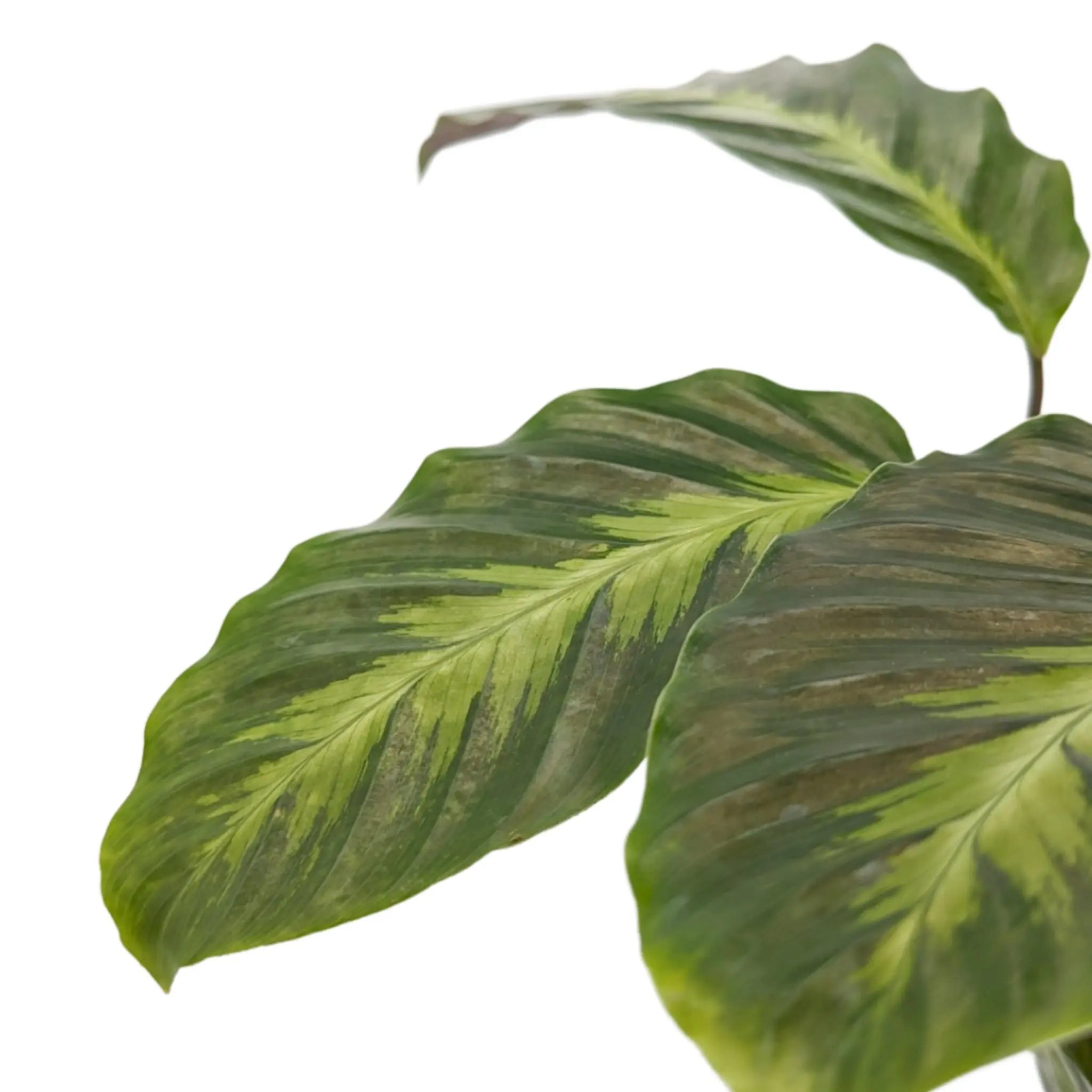 Calathea Maui Queen Leaf Culture