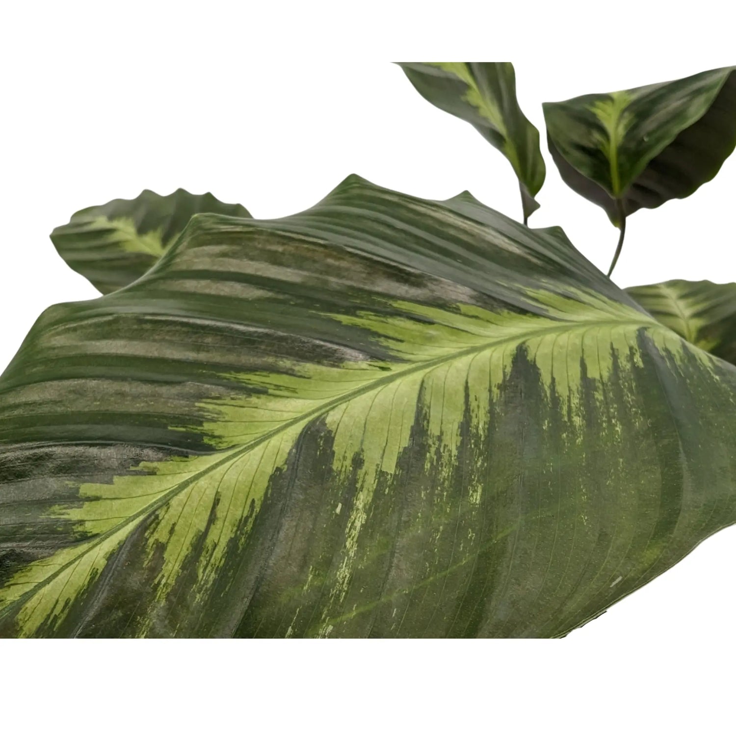 Calathea Maui Queen Leaf Culture