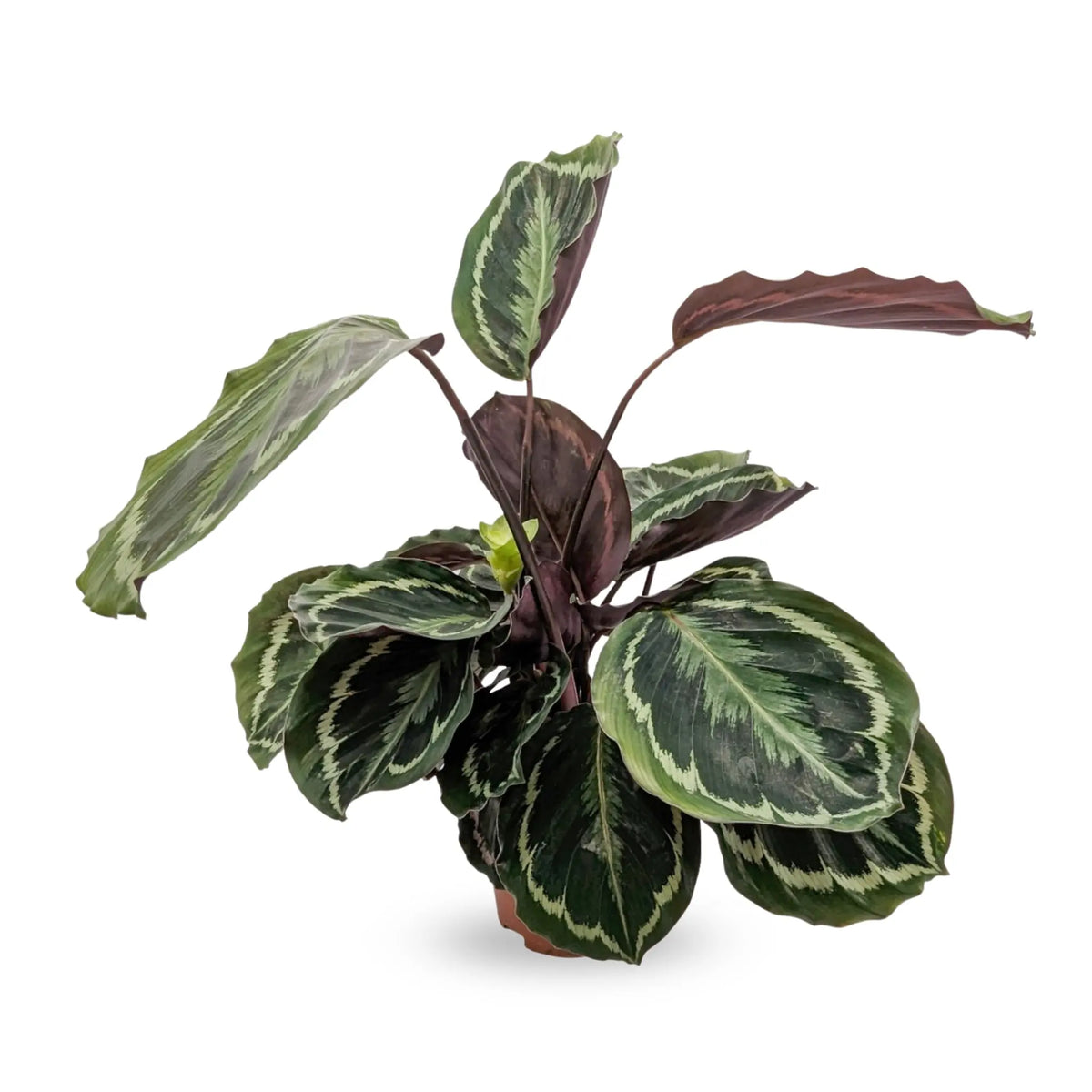 Calathea Medallion Leaf Culture