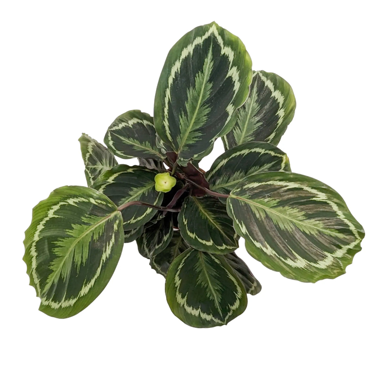 Calathea Medallion Leaf Culture