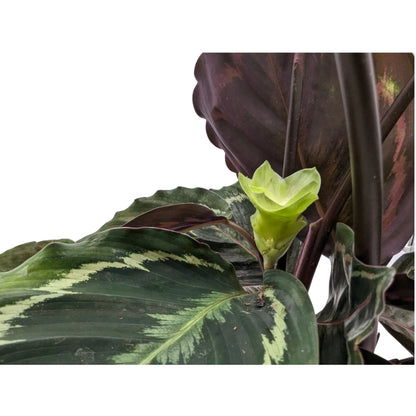 Calathea Medallion Leaf Culture