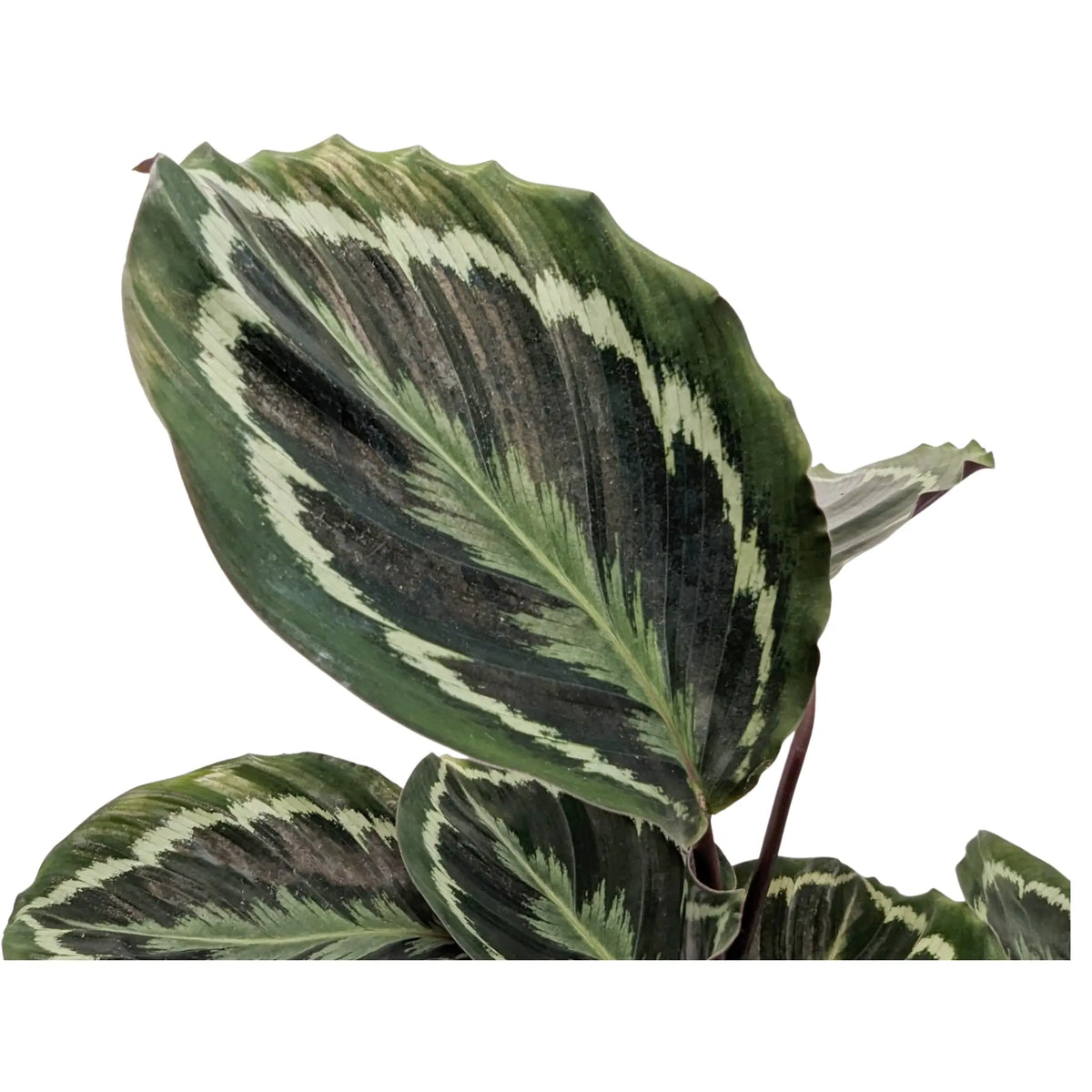 Calathea Medallion Leaf Culture
