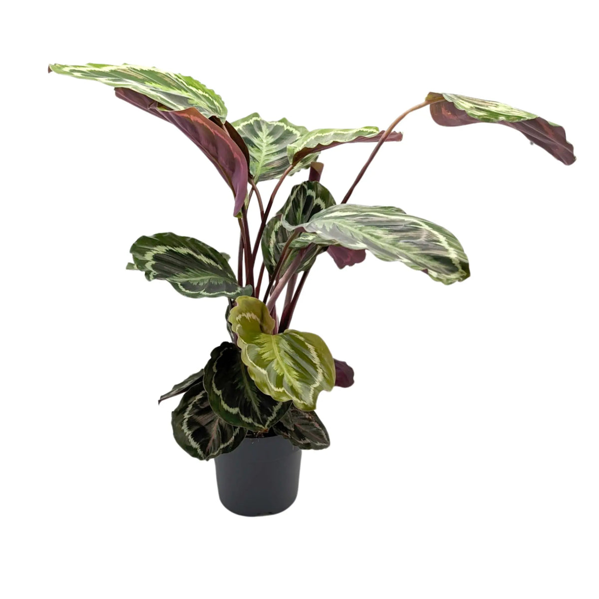 Calathea Medallion Leaf Culture