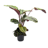 Calathea Medallion Leaf Culture