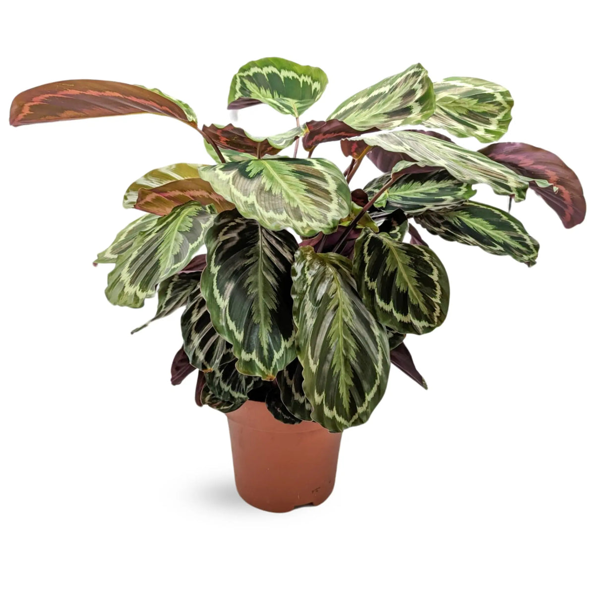 Calathea Medallion Leaf Culture
