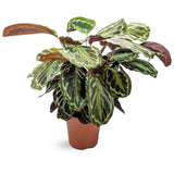 Calathea Medallion Leaf Culture