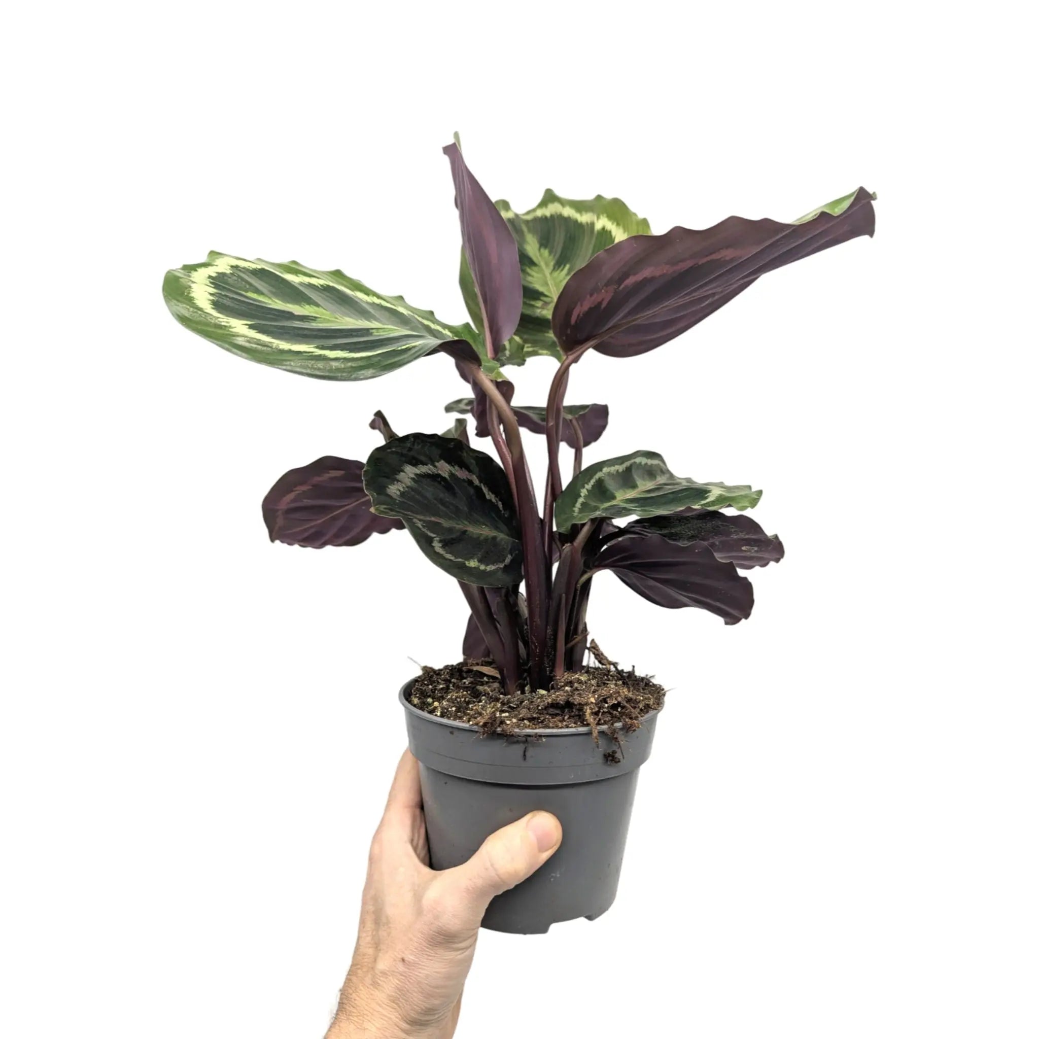 Calathea Medallion Leaf Culture