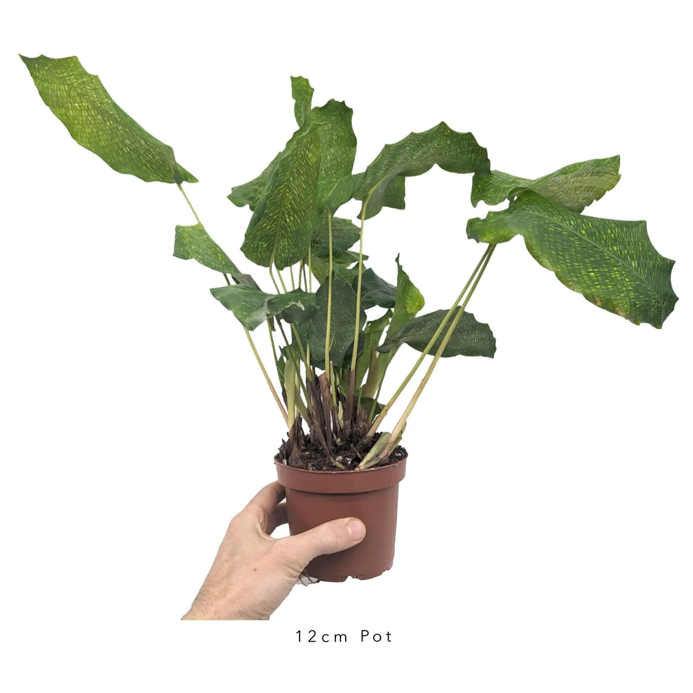 Calathea Musaica - Prayer Plant_5_thumb