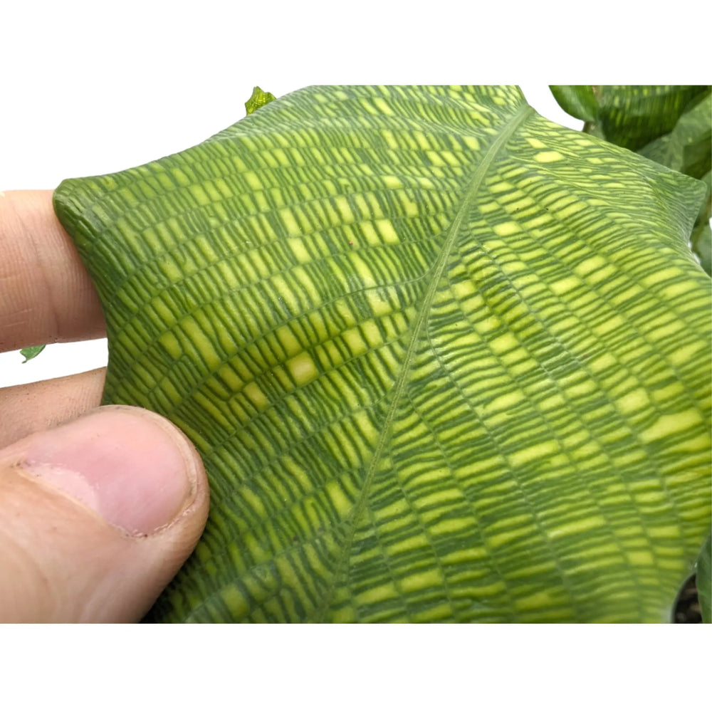 Calathea Musaica - Prayer Plant_2_thumb