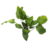 Calathea Musaica - Prayer Plant Leaf Culture