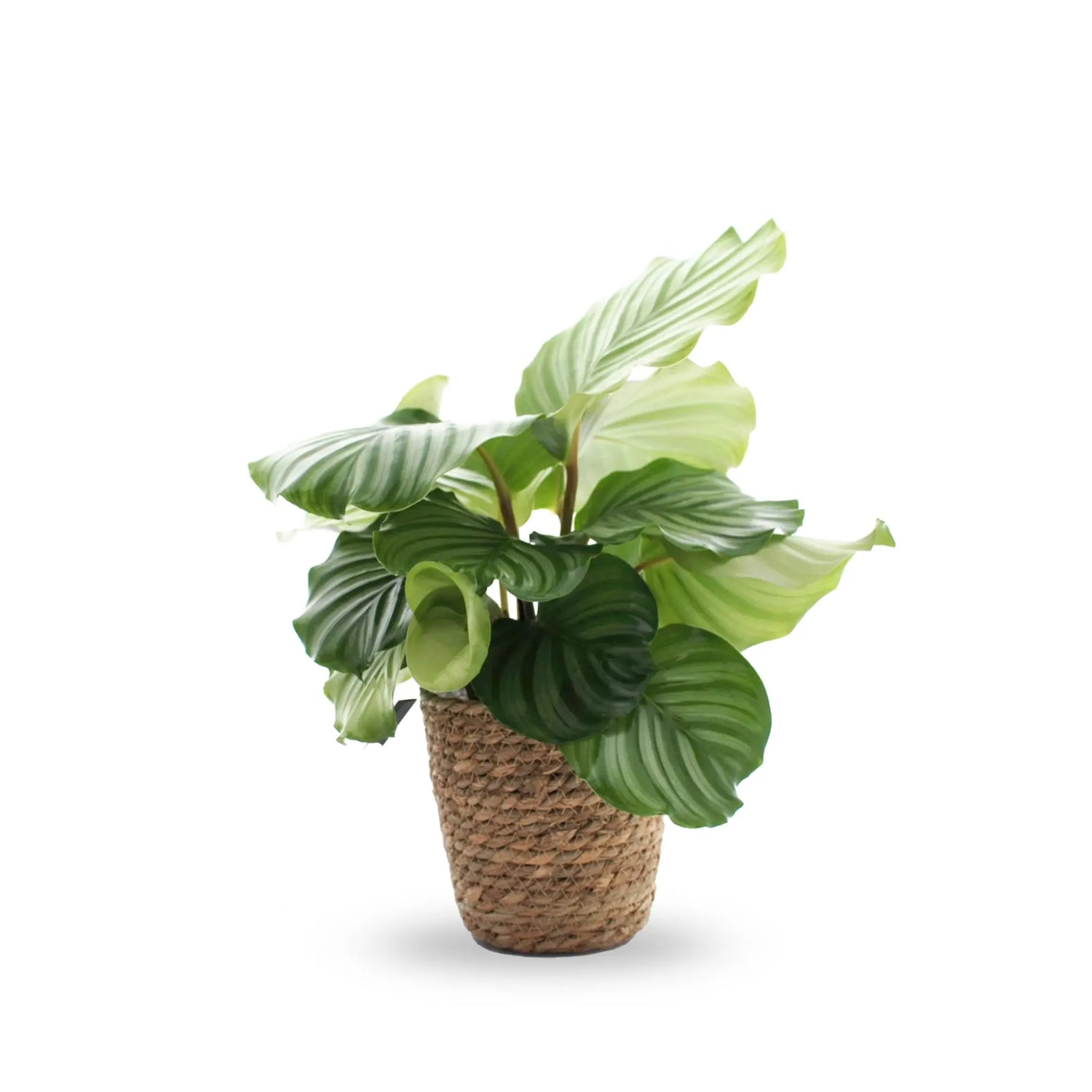 Calathea Orbilfolia Leaf Culture