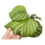 Calathea Orbilfolia Leaf Culture