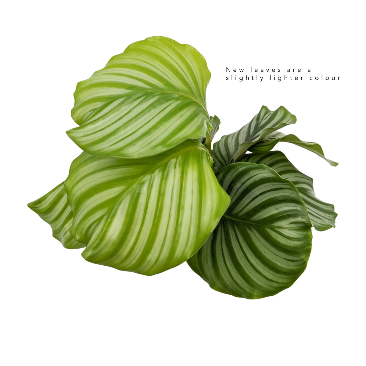 Calathea Orbilfolia Leaf Culture