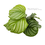 Calathea Orbilfolia Leaf Culture