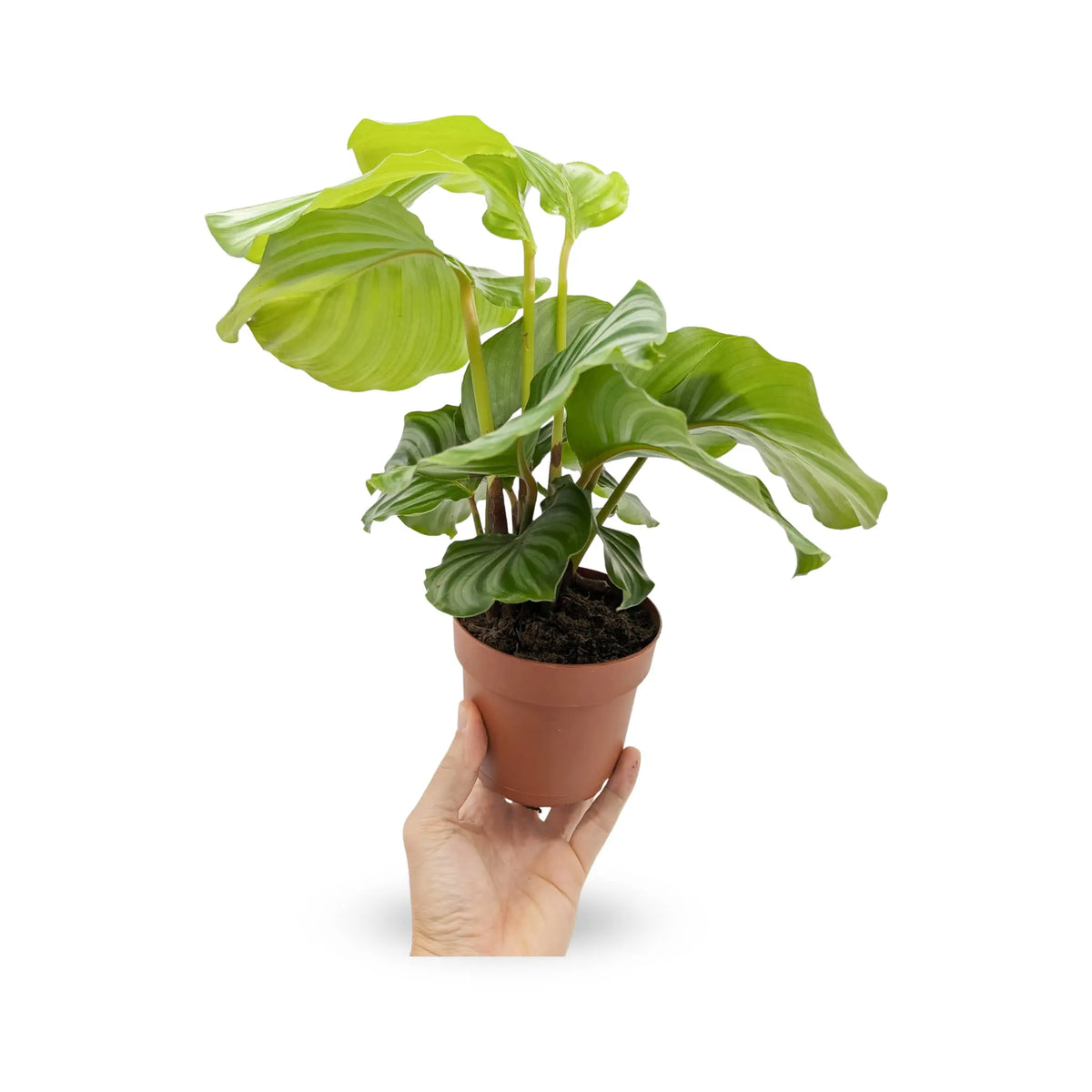 Calathea Orbilfolia Leaf Culture
