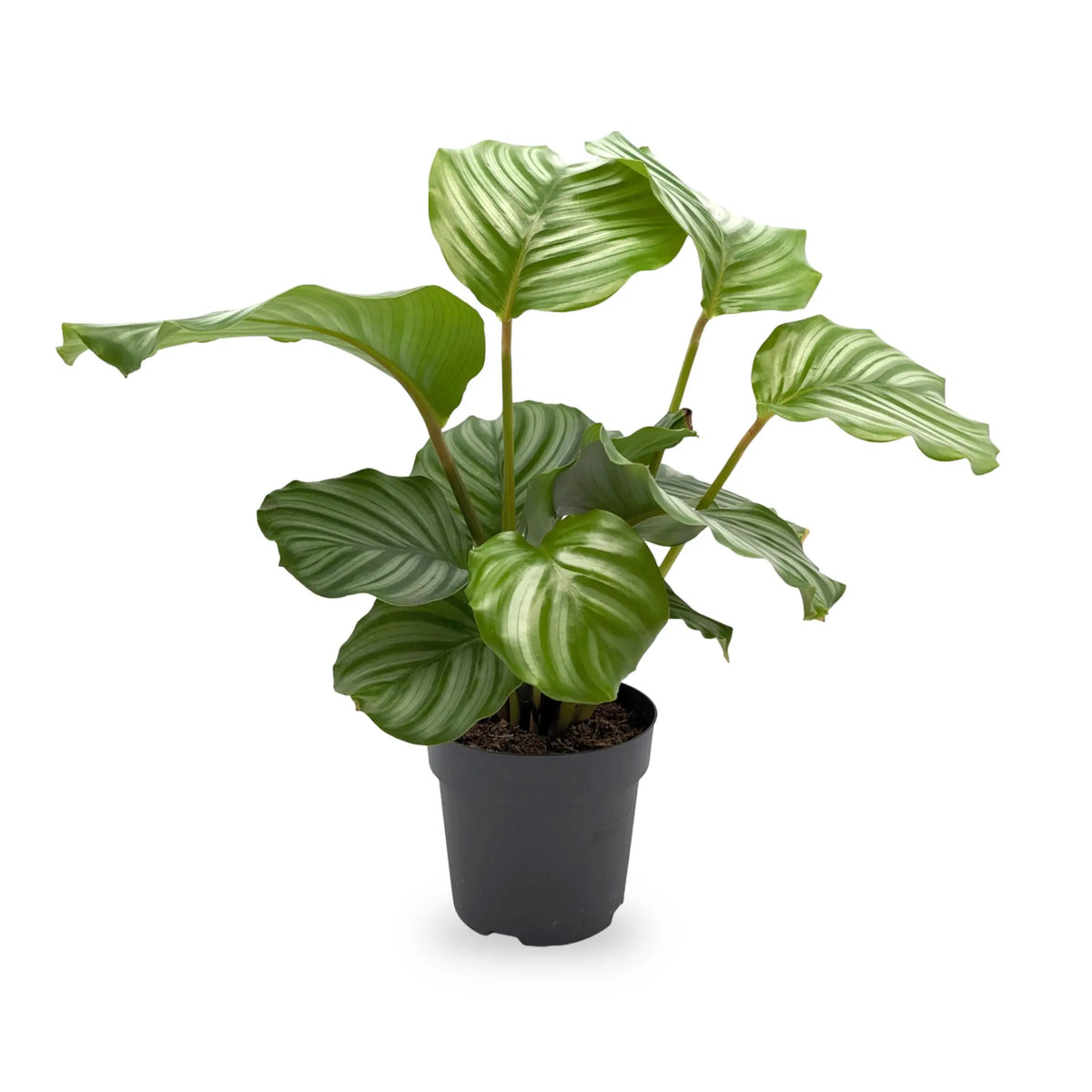 Calathea Orbilfolia - Zebra Plant Leaf Culture