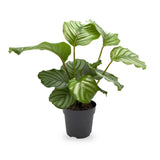 Calathea Orbilfolia - Zebra Plant Leaf Culture