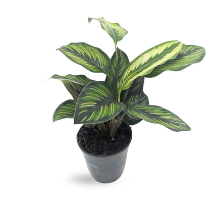 Calathea Pinstripe Leaf Culture