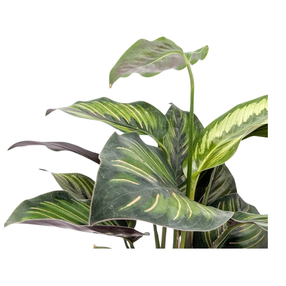 Calathea Pinstripe Leaf Culture