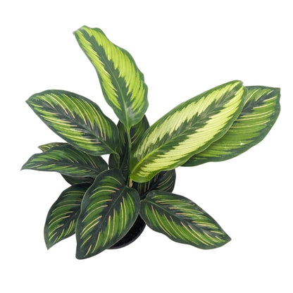 Calathea Pinstripe Leaf Culture